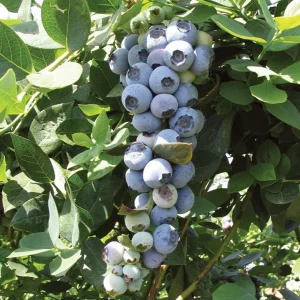 Emerald Blueberry Live Plant - Southern Highbush Starter 4-6 inches Tall - Outdoor Fruit Bush - Image 6