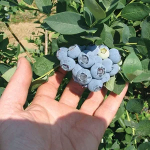 Emerald Blueberry Live Plant - Southern Highbush Starter 4-6 inches Tall - Outdoor Fruit Bush - Image 1