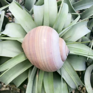 Ethically Sourced Sea Snail Shell - Natural Ocean Decor, 2-3 Inches - Image 2