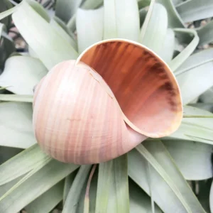 Ethically Sourced Sea Snail Shell - Natural Ocean Decor, 2-3 Inches - Image 3