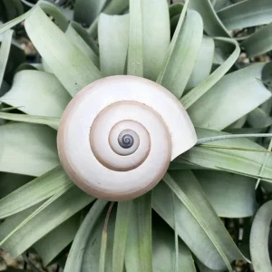 Ethically Sourced Sea Snail Shell - Natural Ocean Decor, 2-3 Inches - Image 1