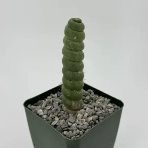 Eulychnia Castanea Spiralis Live Plant - Spiral Cactus - 4 inch or 6 inch Pot - Image 2
