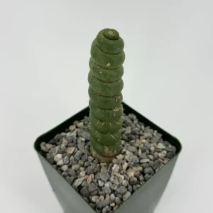 Eulychnia Castanea Spiralis Live Plant - Spiral Cactus - 4 inch or 6 inch Pot - Image 3