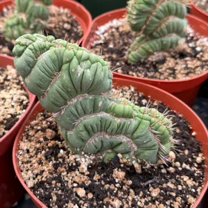 Eulychnia Castanea Spiralis Live Plant - Spiral Cactus - 4 inch or 6 inch Pot - Image 4