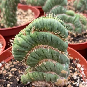 Eulychnia Castanea Spiralis Live Plant - Spiral Cactus - 4 inch or 6 inch Pot - Image 5