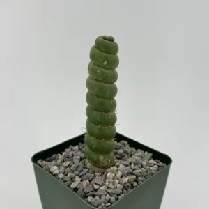 Eulychnia Castanea Spiralis Live Plant - Spiral Cactus - 4 inch or 6 inch Pot - Image 1
