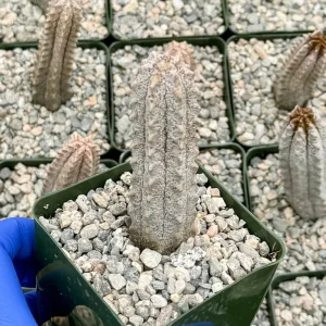 Euphorbia Abdelkuri Live Plant – Gray Succulent – Rare Plant in 4 inch Pot - Image 2