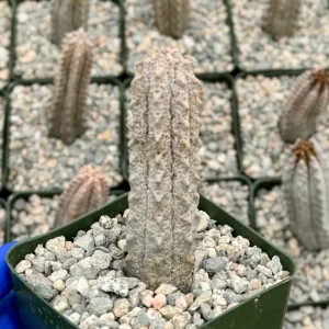 Euphorbia Abdelkuri Live Plant – Gray Succulent – Rare Plant in 4 inch Pot - Image 3