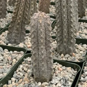 Euphorbia Abdelkuri Live Plant – Gray Succulent – Rare Plant in 4 inch Pot - Image 1