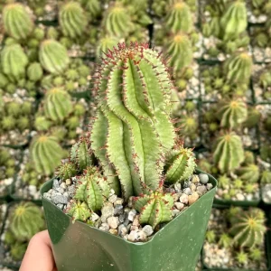 Euphorbia Horrida Boiss Live Plant - Rare Snake Cactus Succulent, 4 Inch Pot - Image 2