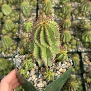 Euphorbia Horrida Boiss Live Plant - Rare Snake Cactus Succulent, 4 Inch Pot - Image 3