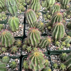 Euphorbia Horrida Boiss Live Plant - Rare Snake Cactus Succulent, 4 Inch Pot - Image 4