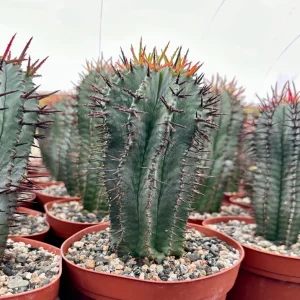 Euphorbia Horrida Boiss Live Plant - Rare Snake Cactus Succulent, 4 Inch Pot - Image 5
