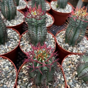 Euphorbia Horrida Boiss Live Plant - Rare Snake Cactus Succulent, 4 Inch Pot - Image 6