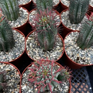 Euphorbia Horrida Boiss Live Plant - Rare Snake Cactus Succulent, 4 Inch Pot - Image 7