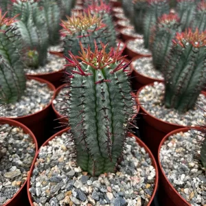 Euphorbia Horrida Boiss Live Plant - Rare Snake Cactus Succulent, 4 Inch Pot - Image 8