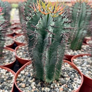 Euphorbia Horrida Boiss Live Plant - Rare Snake Cactus Succulent, 4 Inch Pot - Image 1