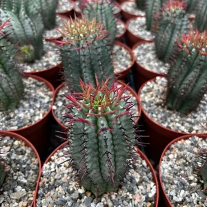 Euphorbia Horrida Boiss Live Plant - Rare Snake Cactus Succulent, 4 Inch Pot - Image 9