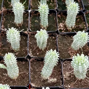 Euphorbia Mammillaris Variegated Succulent Live Plant - Pink Corn Cob, 2