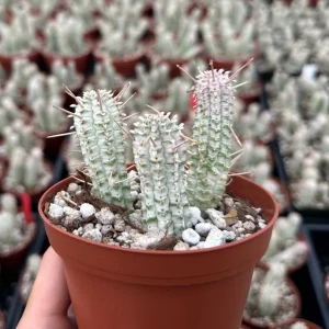 Euphorbia Mammillaris Variegated Succulent Live Plant - Pink Corn Cob, 2