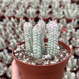 Euphorbia Mammillaris Variegated Succulent Live Plant - Pink Corn Cob, 2