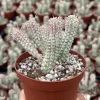 Euphorbia Mammillaris Variegated Succulent Live Plant - Pink Corn Cob, 2"/4" Pot - Image 1
