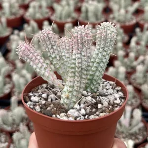 Euphorbia Mammillaris Variegated Succulent Live Plant - Pink Corn Cob, 2