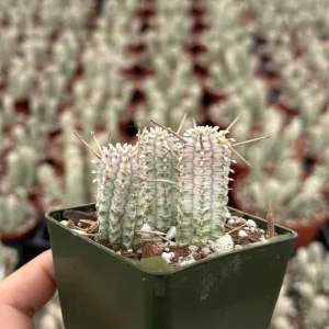 Euphorbia Mammillaris Variegated Succulent Live Plant - Pink Corn Cob, 2