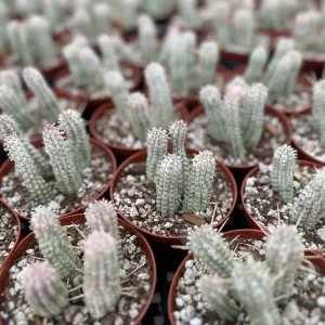 Euphorbia Mammillaris Variegated Succulent Live Plant - Pink Corn Cob, 2