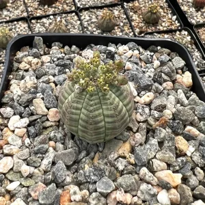 Euphorbia Obesa Hybrid Live Plant - Baseball Succulent in 3" Pot - Rare Indoor - Image 1