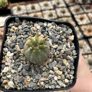 Euphorbia Obesa Hybrid Live Plant - Baseball Succulent in 3