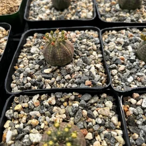 Euphorbia Obesa Hybrid Live Plant - Baseball Succulent in 3