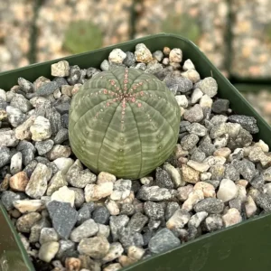Euphorbia Obesa Hybrid Live Plant - Baseball Succulent in 3
