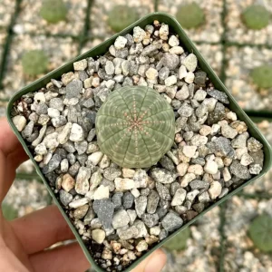Euphorbia Obesa Hybrid Live Plant - Baseball Succulent in 3