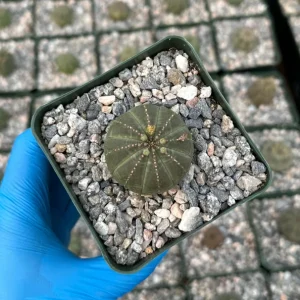 Euphorbia Obesa Live Succulent Plant - Baseball Plant in 4 inch Pot - Image 2