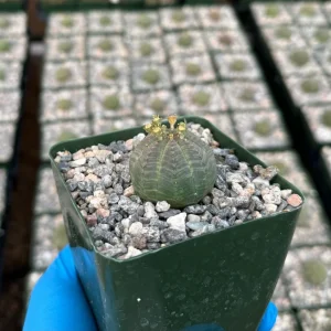 Euphorbia Obesa Live Succulent Plant - Baseball Plant in 4 inch Pot - Image 3