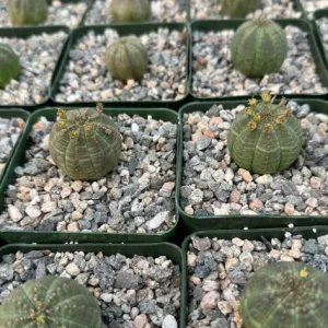 Euphorbia Obesa Live Succulent Plant - Baseball Plant in 4 inch Pot - Image 4