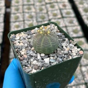 Euphorbia Obesa Live Succulent Plant - Baseball Plant in 4 inch Pot - Image 1