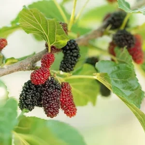 Ever Bearing Mulberry Live Plant - Half Gallon Pot - Outdoor Fruit Tree - Image 2