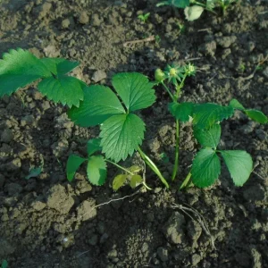 Ever Strawberry Live Plant 3 inch Pot - Fruiting Perennial - Image 2