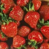 Ever Strawberry Live Plant 3 inch Pot - Fruiting Perennial - Image 1