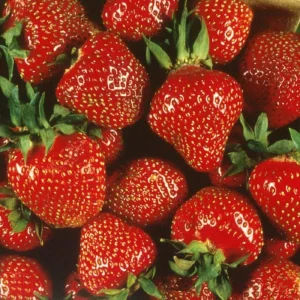 Ever Strawberry Live Plant 3 inch Pot - Fruiting Perennial - Image 1
