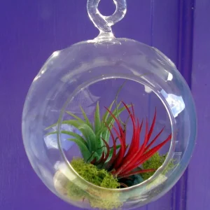 Fairy Air Plant Garden Kit with 2 Iona Air Plants, Glass Hanging Terrarium, 4.5" H - Image 2