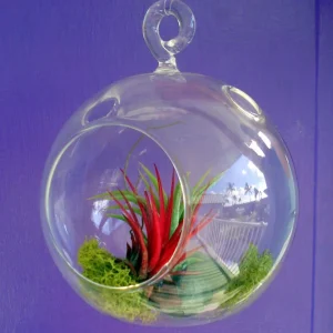 Fairy Air Plant Garden Kit with 2 Iona Air Plants, Glass Hanging Terrarium, 4.5