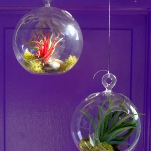 Fairy Air Plant Garden Kit with 2 Iona Air Plants, Glass Hanging Terrarium, 4.5
