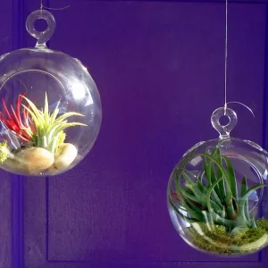 Fairy Air Plant Garden Kit with 2 Iona Air Plants, Glass Hanging Terrarium, 4.5