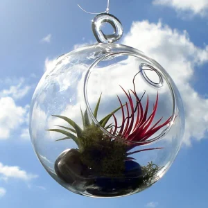 Fairy Air Plant Garden Kit with 2 Iona Air Plants, Glass Hanging Terrarium, 4.5" H - Image 1