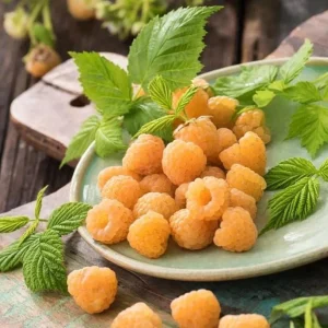 Fall Gold Raspberry Live Plant - 2-5" Tall - Golden Raspberry Fruit Plant - Image 2