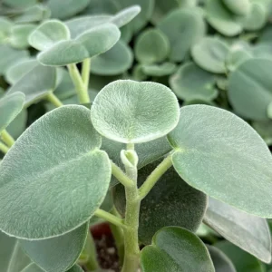 Felted Peperomia Incana Live Plant – 4 inch Pot – Velvety Houseplant - Image 2