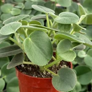 Felted Peperomia Incana Live Plant – 4 inch Pot – Velvety Houseplant - Image 3